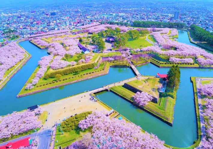 櫻花 南北  (日本北海道南北大滿貫雙溫泉6天游-深圳)
